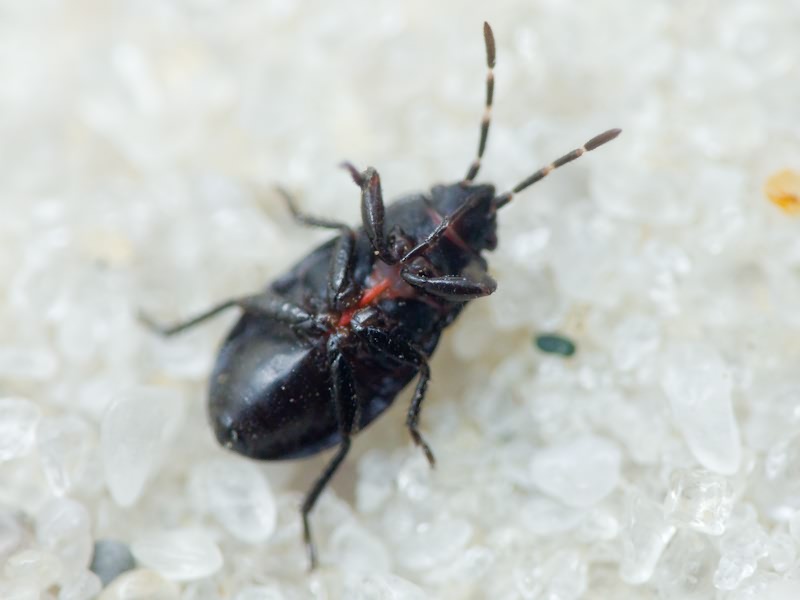 Lygaeidae Schilling, 1829